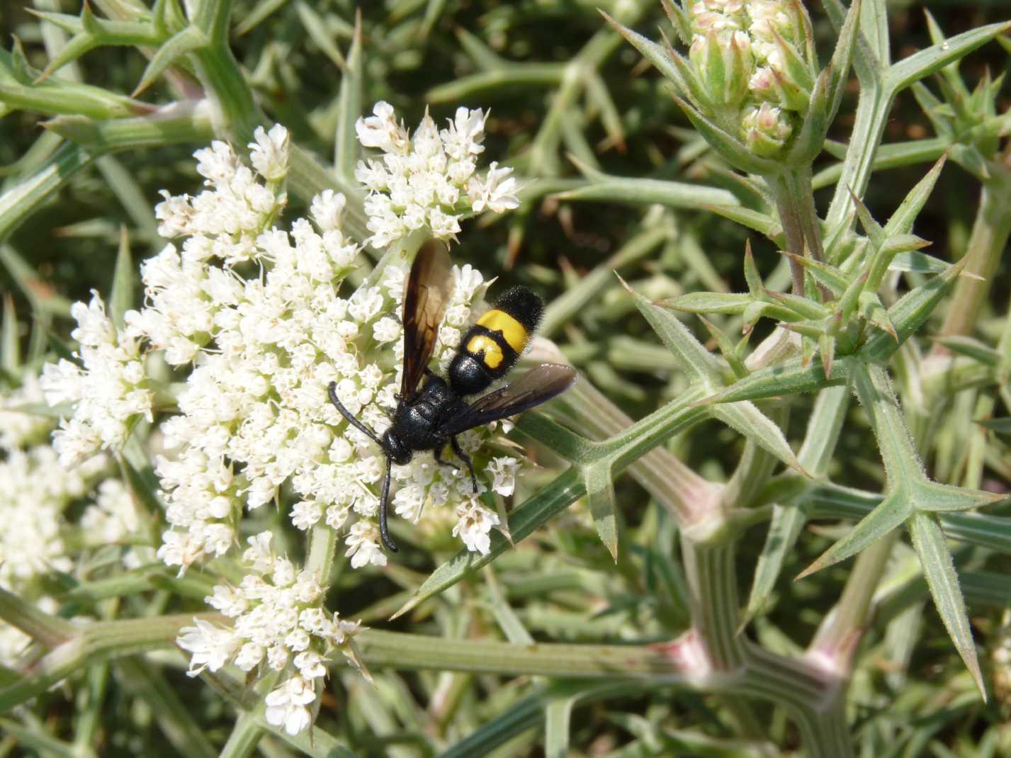 3 scolie: S. hirta normale e unifasciata e Colpa sexmaculata